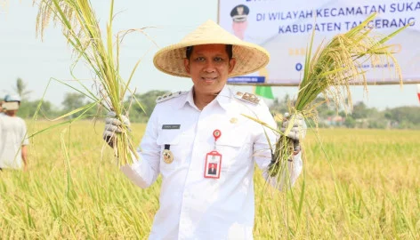Pj Bupati Tangerang Andi Ony Prihartono saat panen raya padi (