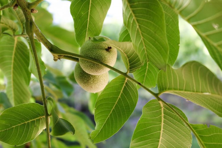 Daun Jambu Biji - @StikesSehatiMedan